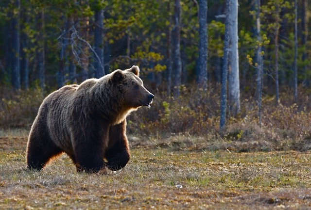 Man fined $10K for poaching grizzly bear in Kootenays dlvr.it/T6470R