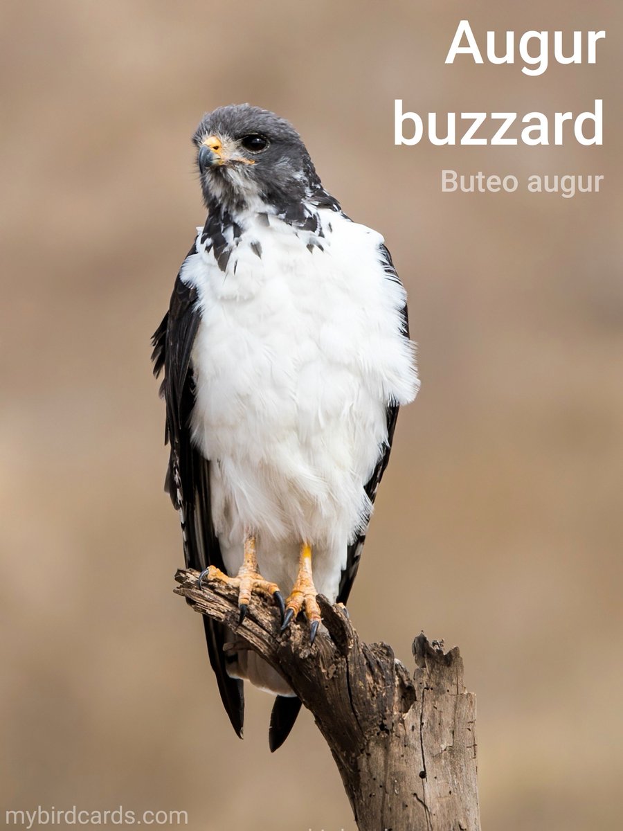 🌍 Augur buzzard (Buteo augur) #Africanbirds #Ethiopianbirds #Angolanbirds #Namibianbirds | #Buzzards #Hawks #Accipitridae | #mybirdcards #birdcards #birds🦜 #BirdsOfTwitter #birds