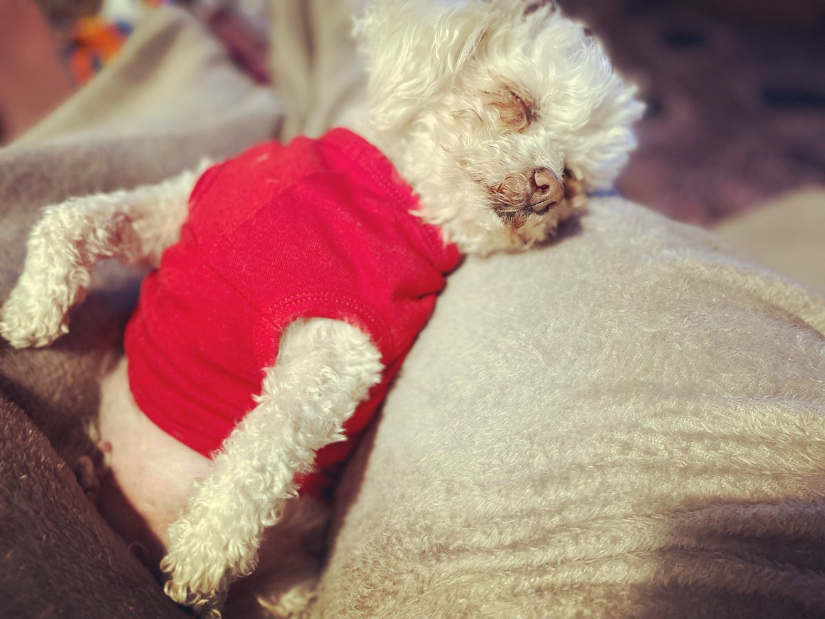 To clear the palate after learning Kristi Noem murders puppies, I’m posting a picture of my Maltipoo, Starbrite. She’s smol, sassy, and is very protective of me.

Feel free to do the same.
