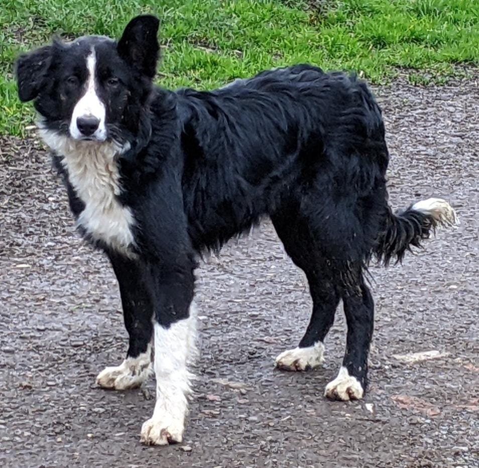 (Copied) Ted the much loved 7 month old border collie has gone missing, believed stolen, from Staverton Lodge, near Catesby Daventry (NN11 6 postal area). He was last seen in his kennel yesterday (25/04) at about 12:00.

facebook.com/photo/?fbid=10…

@DxGusher @PDRescue @Daventry_TC