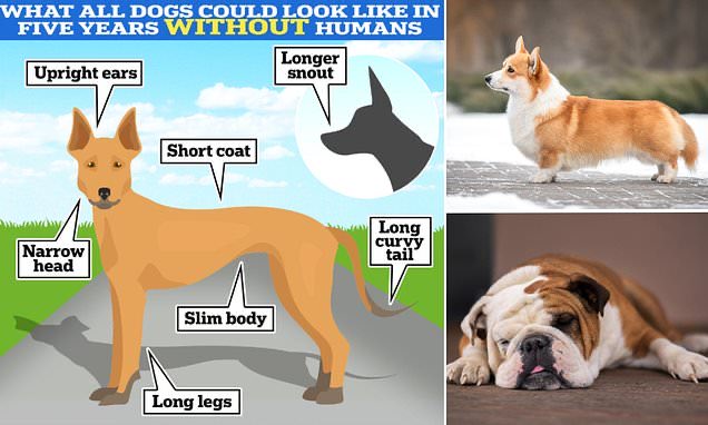 If humans were wiped off the face of the planet, what would happen to dogs ?

According to Dr Dan O'Neill - professor of animal epidemiology at Royal Veterinary College - dogs would all look the same within five years as mate with each other - & breeds would cease to exist.🐕🫤