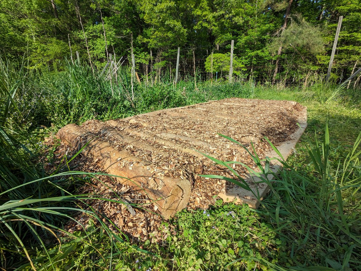 rebooting the agroforestry research i was working on 13 years ago: to adapt the philosophy of Masanobu Fukuoka from rice to indigenous American crops

this bed is mulched with pine logs, wood chips, and rotten floorboards, all waste products from other projects on the land
