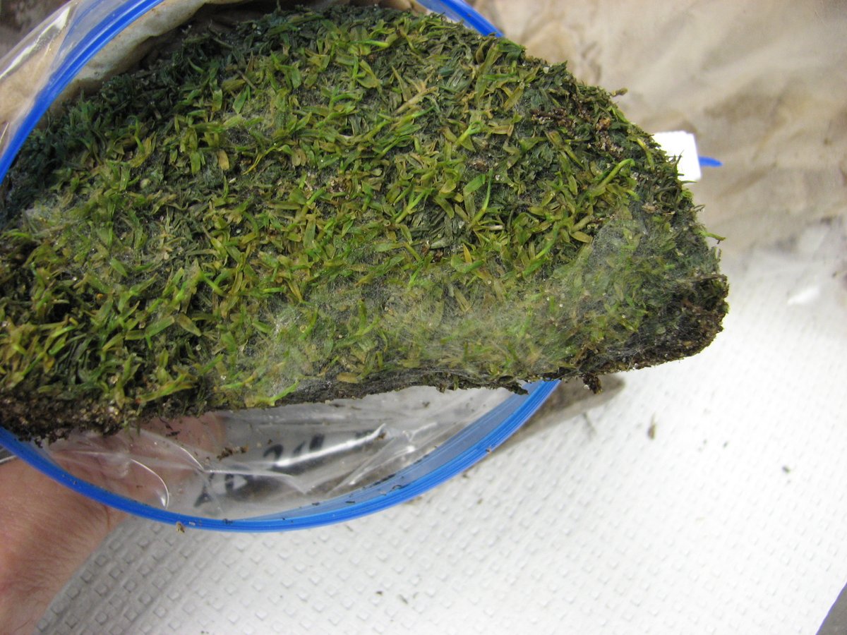 MSU Extension Plant Diagnostic Lab tweet media