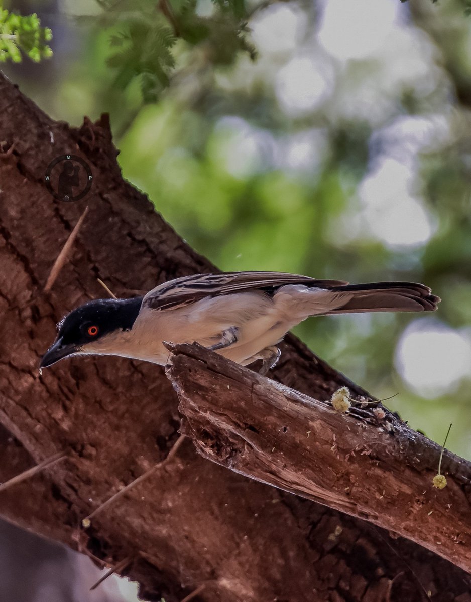 Male Northern Puffback - Dryscopus gambensis

Samburu Larsen's Camp,Samburu National Reserve,Kenya.(march 2024)

#martowanjohiphotographv#birdwatching254 #birdwatchingwithmartowanjohi #BirdsSeenIn2024 #birdsplanet #bushshrike #TwitterNatureCommunity #nikon #tamronlens #bdasafaris