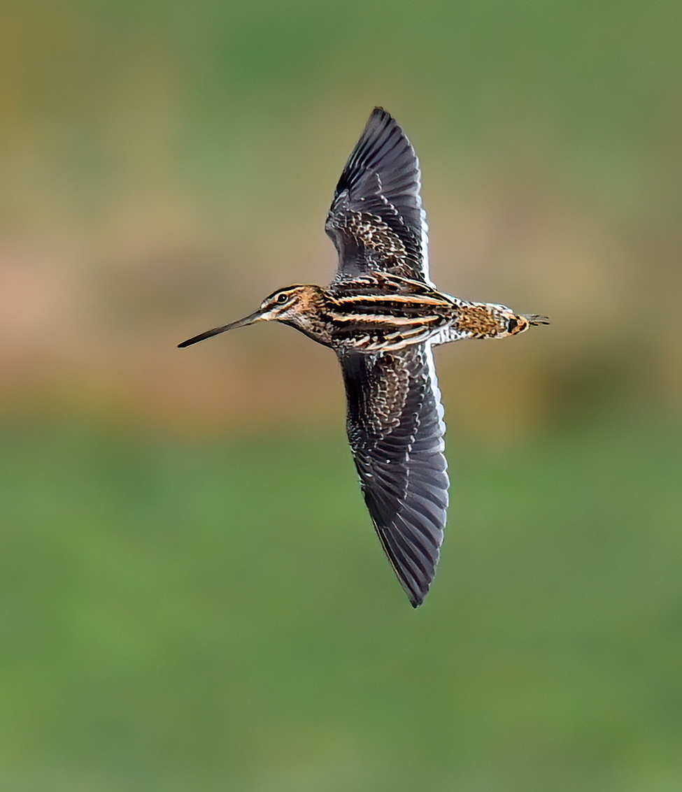 Snipe in flight! 😍 These birds are rapid! Taken recently at RSPB Greylake in Somerset. 😊🐦