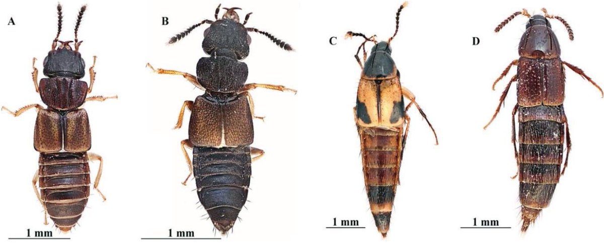 #LiteratureNotice Ríos-Ibarra et al. #NewRecords of Staphylinids in the Pedregal De San Angel Ecological Reserve, Mexico City, Mexico. doi.org/10.3958/059.04… #Beetles #RoveBeetles