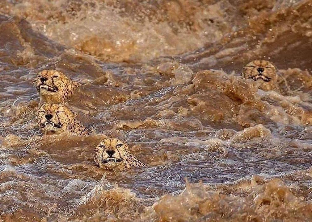 Amazing image of 4 Cheetahs crossing a river in the Masai Mara, Kenya 🐆