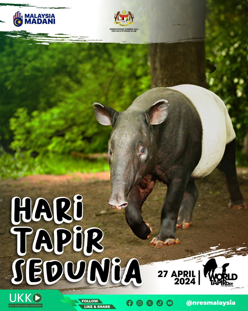 𝗦𝗘𝗟𝗔𝗠𝗔𝗧 𝗛𝗔𝗥𝗜 𝗧𝗔𝗣𝗜𝗥 𝗦𝗘𝗗𝗨𝗡𝗜𝗔

Hari Tapir Sedunia disambut pada 27 April setiap tahun bagi meningkatkan kesedaran masyarakat terhadap kepentingan konservasi spesies Tapir dan habitatnya.

Selamat Hari Tapir !!!

#HariTapirSedunia
#WorldTapirDay 
#NRES