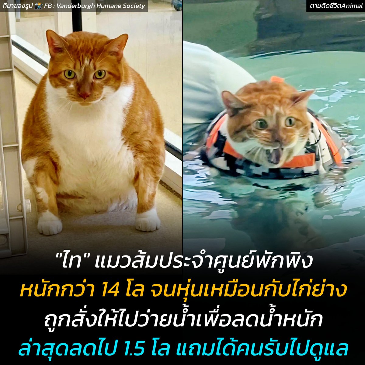 ตามติดชีวิตAnimal tweet media