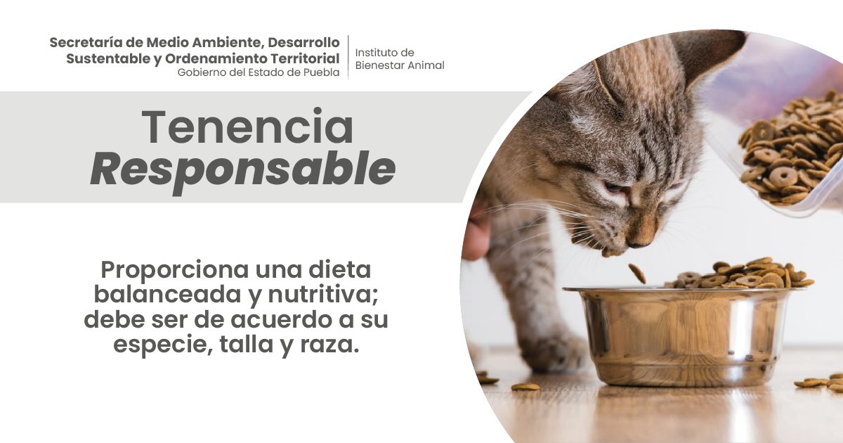 Recuerda que una buena tenencia responsable es: Asegurarte de que tu animalito 🐾 debe tener una alimentación adecuada, agua fresca💧y en recipientes en buenas condiciones.