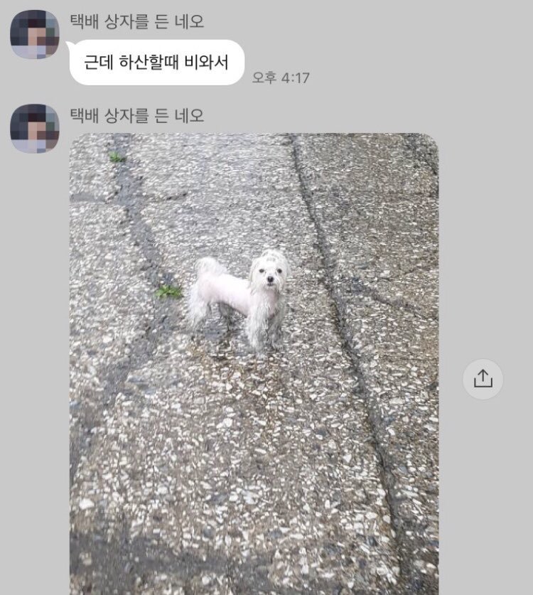 malrang_s_'s tweet photo. 산책할 때는 뽀송했던 강아지 https://t.co/ddFaRQmLhP