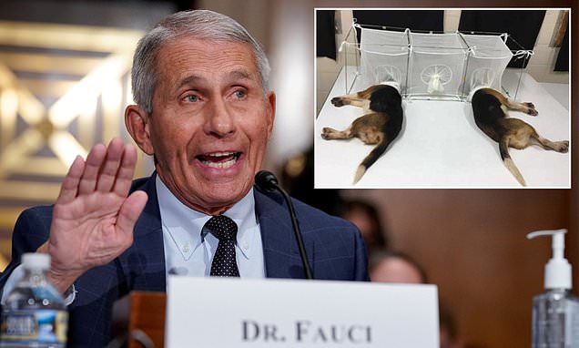 The difference between conservatives and liberals is when the news came out today about Kristi Noem, many conservatives called her out. I still have yet to see a single liberal condemn Fauci for his role in the torture and death of beagle puppies in horrific studies where they…