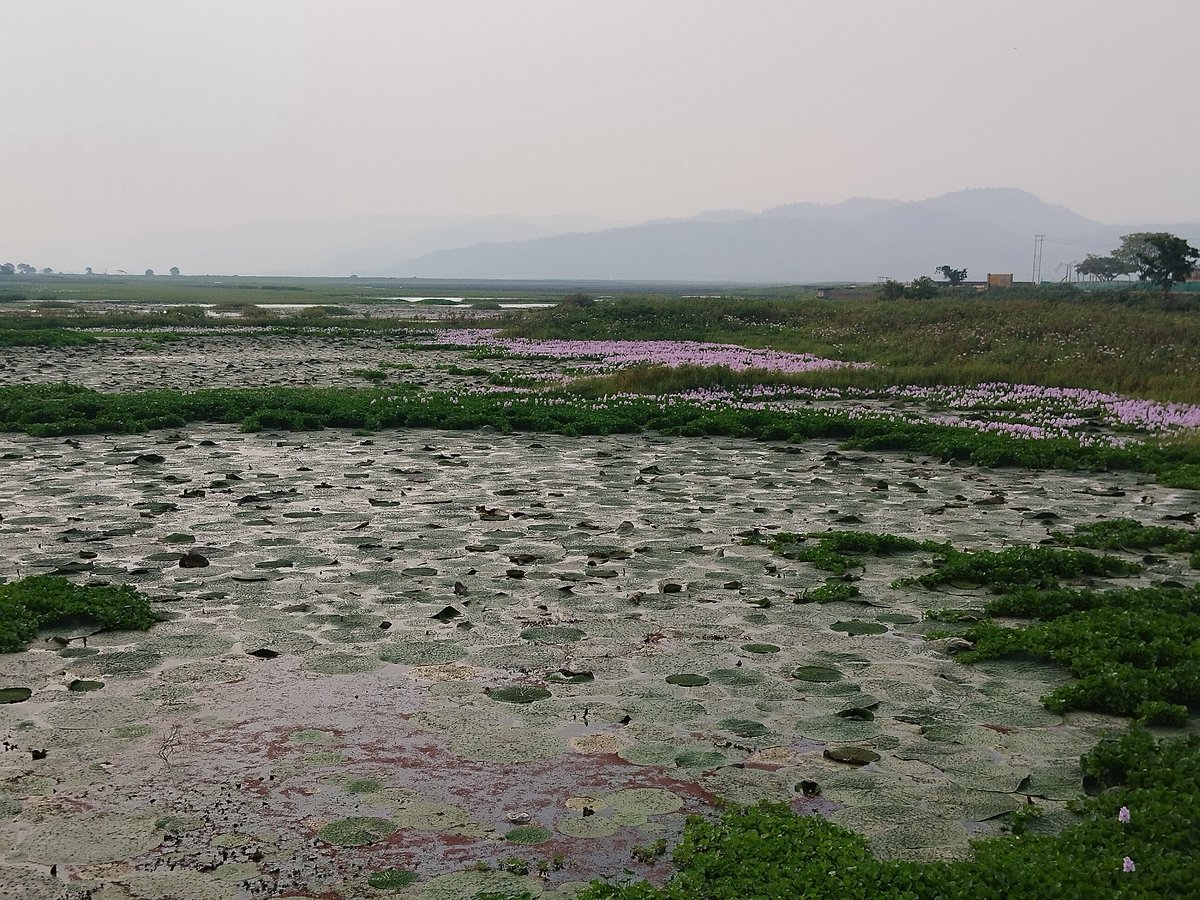 A view of Deepor Beel wetland.
