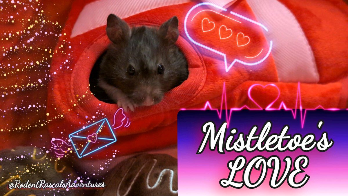 🆕️🎉🐹📣 #FridayThoughts Mistletoe is SHOUTING her #ratlove !!! She's CELEBRATING our #fancyrat on our YouTube Channel right now!! Join the #hamsterstyle PARTY 🥳 now!!! #TGIF #hamster #cutehamster #hamsterlove #hamsterlife #hamsterfun #fun
❤️🐹🐽🐀💻⬇️
#RodentRascalsAdventures