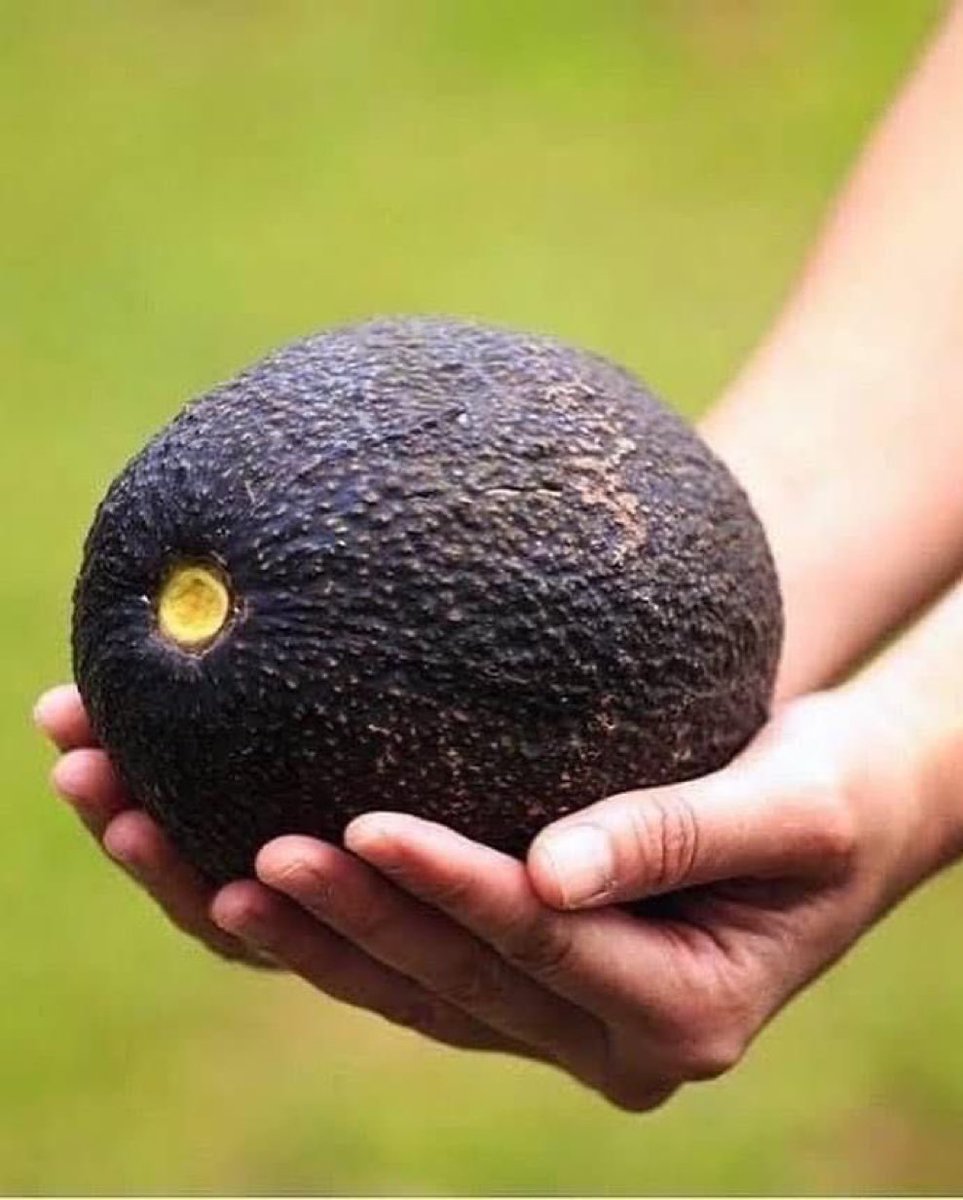 Why you should consider Avocado farming 🧑‍🌾🥑

🥑Innovation: Opportunities for tech integration and modern farming techniques.
🥑Community Impact: Contribute to food security and agricultural diversity.

#FoodSecurity #ClimateResilience #YouthInAg #WomenInAg