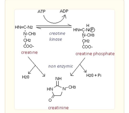 #LCHF #kidney #keto Meats have creatine which is used by muscles to produce creatinine which gets excreted by kidneys.The level of creatinine is a measure of kidney functions &lab report may show high levels if U eat meat.
Advice:Do ur tests by abstaining from meat for a week.