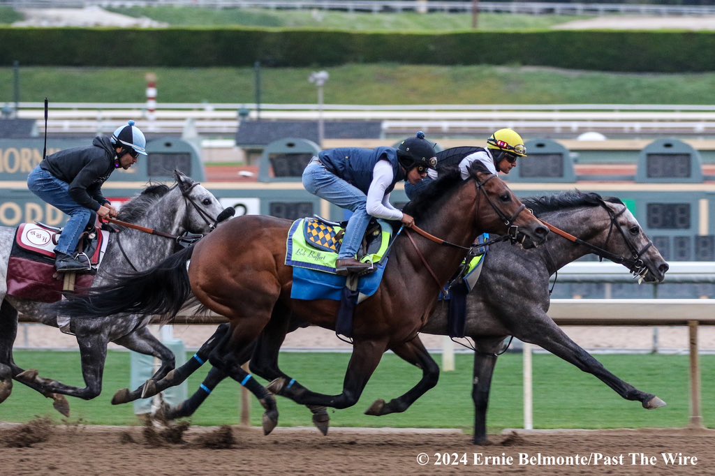 Arabian Knight (outside, 4F: 47.20 H) working this morning in company with Winterfell (inside, 4F: 47.20 H).