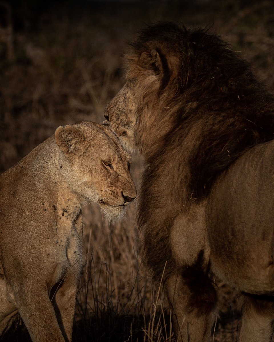 ToursExciting's tweet photo. #Excitingafricantours 
These affectionate behaviors are essential for maintaining harmony within the pride and ensuring the survival of the group. While lions are fierce predators, their social and affectionate side plays a crucial role in their survival and success as a species.

#traveltips #travelsavvy #travelorganizer #womenbag #travelprep #travelstyle #vacationprep #travelpacking #wedding #weddingideas #bridetobe #packwithme #packwithmesuitcase #packwithmevideo #packwithmeofficial #packingtip #travelhacksandtips #traveltips #travelhacks #traveltip #vacation
#travelhacker #travel #travelhacking101
#traveltheworld #travelhacking #travelhack #travelvibes #travellife
#travelhackers