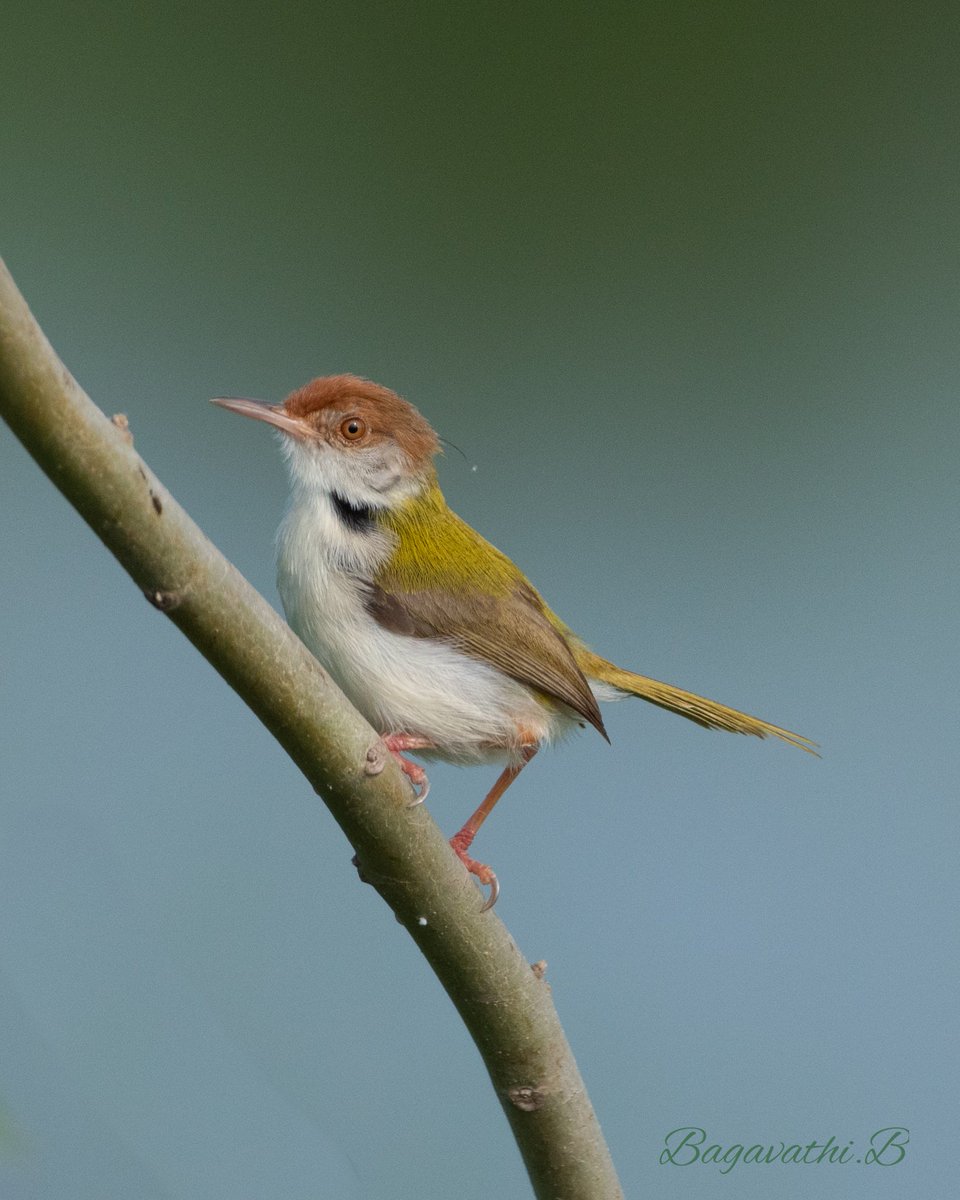 Tailer Bird
தையல் சிட்டு
Nikon D5600 with 500mm