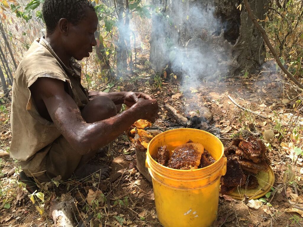 I was once trapped in a diet dogma until I understood light, water & magnetism

If carbs are the problem, why on Earth The Hadza tribe can remain lean & healthy while eating raw honey (high carbs high fructose) & they even rank honey as the highest preference

It's the ☀️ story