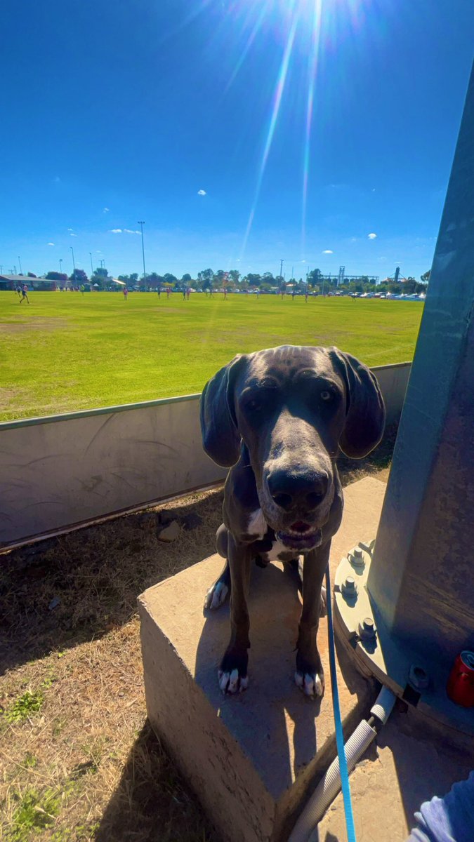 Took Boomer to his first footy game this morning. How good is country football?! @ctryfootyscores #greatdane #Boomer #AFL #victoria #PuppyLove