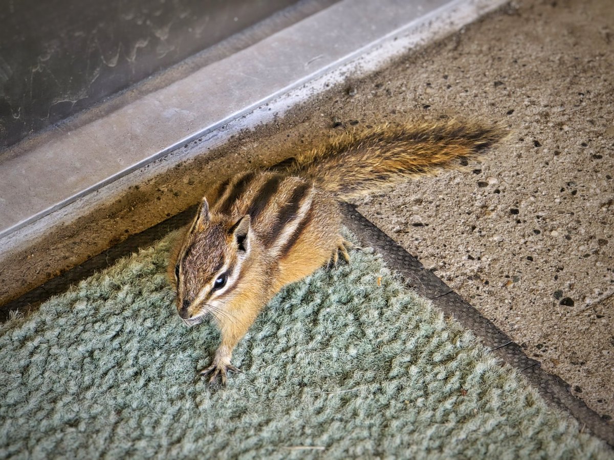 This guy seemed a bit confused about where to go, was hanging out under the covered areas by the door entrances at work. He eventually scurried off. Super cute 😍