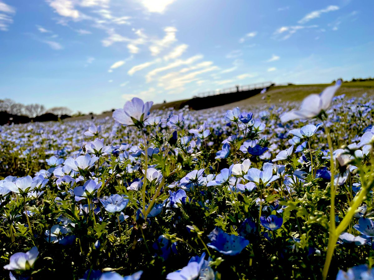 こんにちは☀️ 花言葉は「あなたを許す」 ネモフィラ綺麗でした𑁍𓏸𓈒 フリーレンがヒンメルの為に咲かせた蒼月草みたいで、内心テンション上がってました✨️ 皆さん今日も良い1日をー！🍀𓂃𓈒𓏸︎︎︎︎ #ネモフィラ #葬送のフリーレン