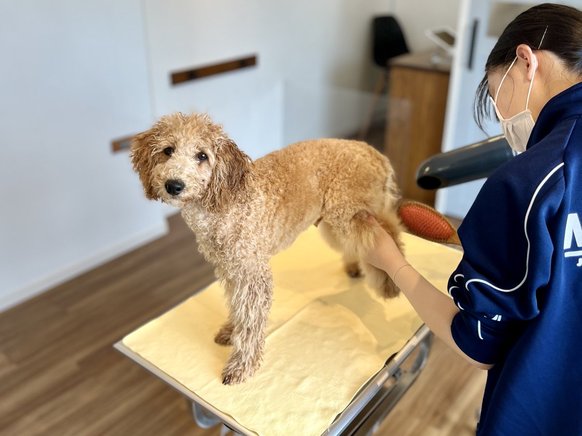 『飼い主さんのためのお手入れ教室』にミニチュアプードルのマロンくんと飼い主さんがご入学㊗️✨
1回目は肛門腺絞りとシャンプー＆ドライのレッスンです。
#MiniaturePoodle
#ミニチュアプードル
#トリミングスクール
#トリマー学校
#トリマー教室
#お手入れ教室
#トリミング教室
#トリマースクール