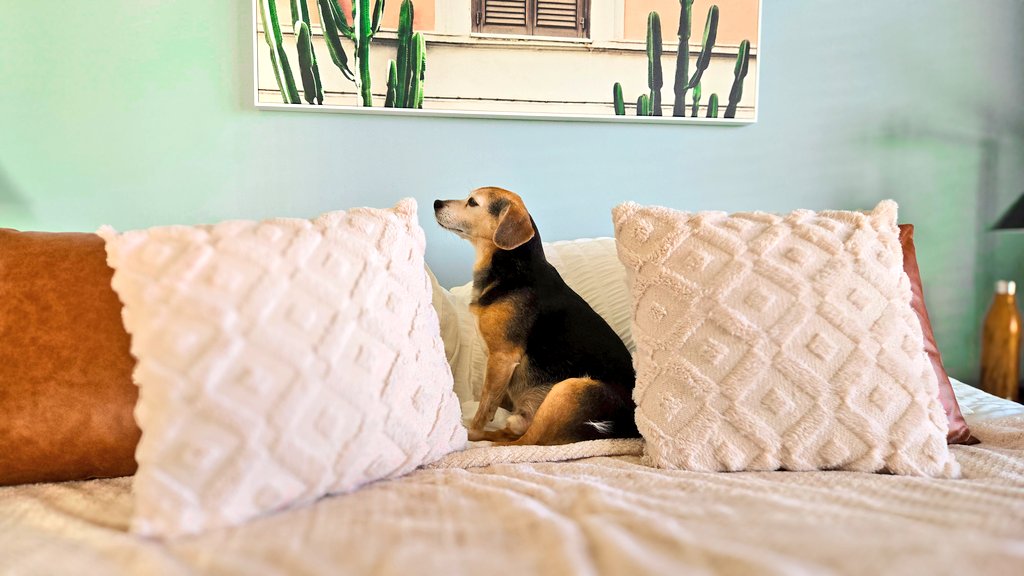 Just broke the world record for staying perfectly still! Mom thinks I'm just a throw pillow, little does she know I'm a master of disguise dodging nail trims!