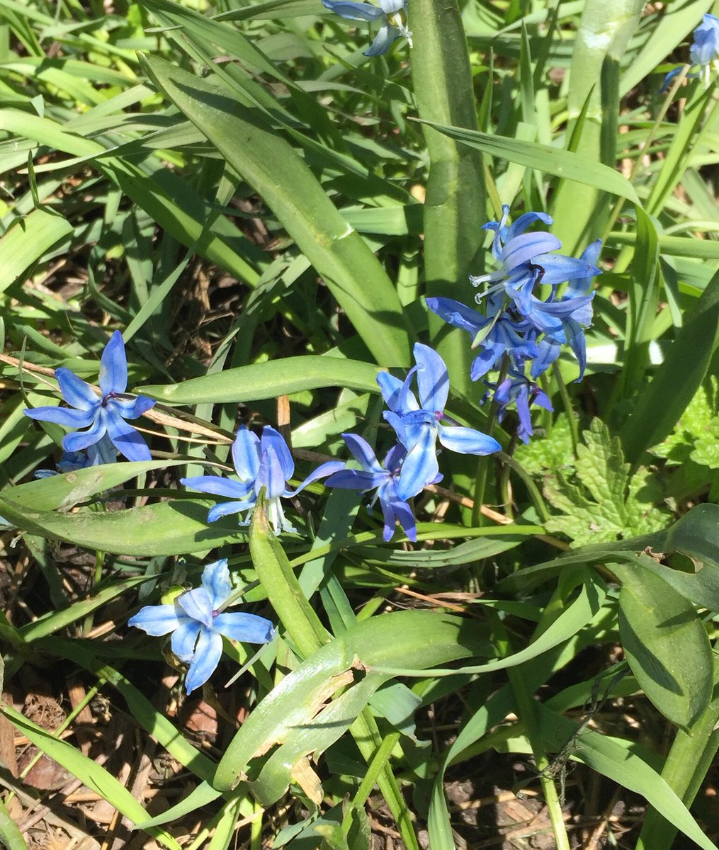 #educatorsONtherun #RWRunStreak Day 1612 A sunny 3.4 miles (5.4 km) run to end the work week. My reward was a view of the beautiful blue Scilla flowers. #RunEveryDay