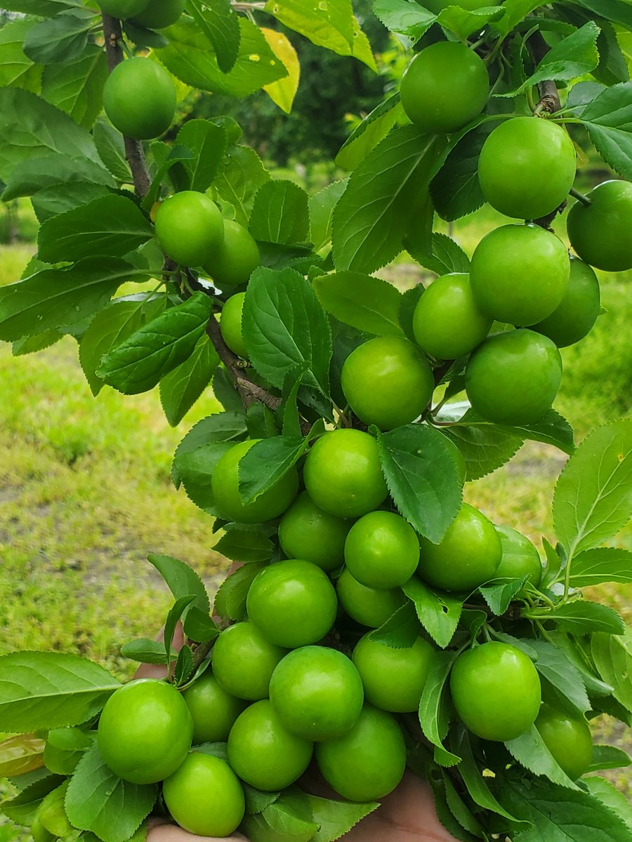 CMCFarms's tweet photo. @mnsm1999 https://t.co/hzhbYOpoxh
