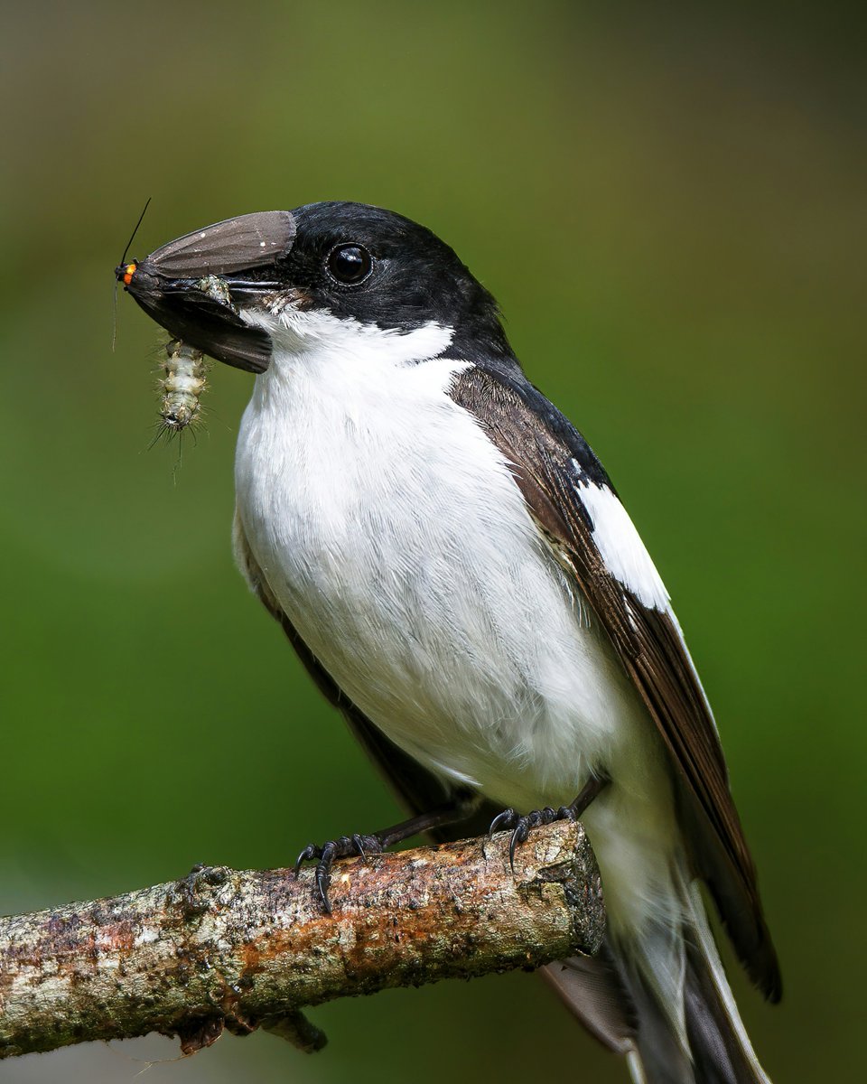 A beautiful European pied flycatcher perched on a branch! #birdwatching #nature