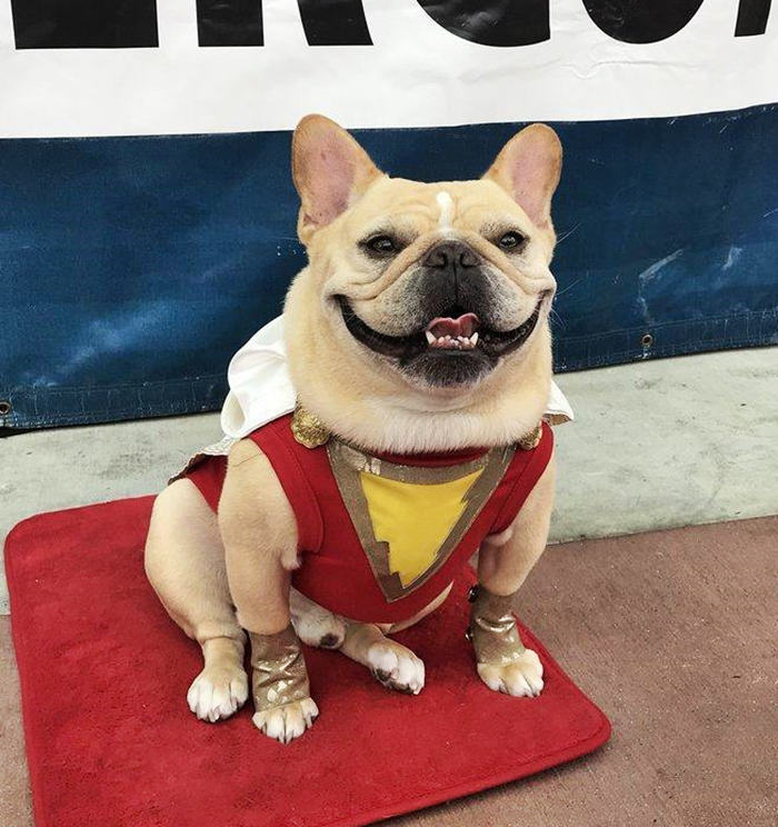 #FurryFriday:
#NationalSuperheroDayIsComing April 28 #NationalSuperheroDay #Superhero #Superheroes #Comics #MarvelComics #MCU #DCComics #DCUniverse #Hero #Heroes #Dog #Dogs #DogsinCostumes #FrenchBulldog #Frenchie #Shazam