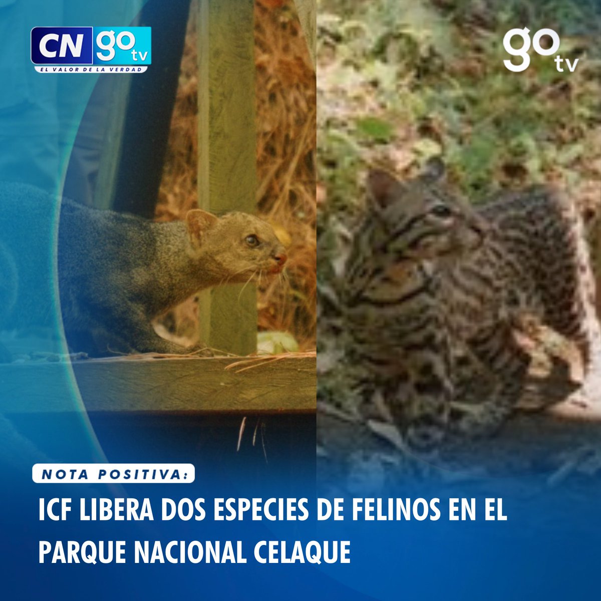 #CNGOTV 🟢Instituto de Conservación Forestal (ICF) liberó dos especies de felinos: un 🐆 ocelote y un jaguarundi. Los felinos fueron decomisados en operativos contra el tráfico de vida silvestre. #ICF #ParqueCelaque #Ocelote