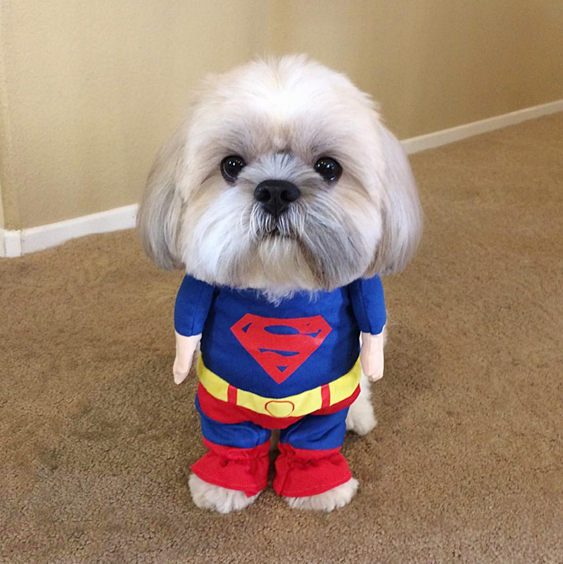 #FurryFriday:
#NationalSuperheroDayIsComing April 28 #NationalSuperheroDay #Superhero #Superheroes #Comics #MarvelComics #MCU #DCComics #DCUniverse #Hero #Heroes #Dog #Dogs #DogsinCostumes #ShihTzu #Superman - Photo by pawsofsimba