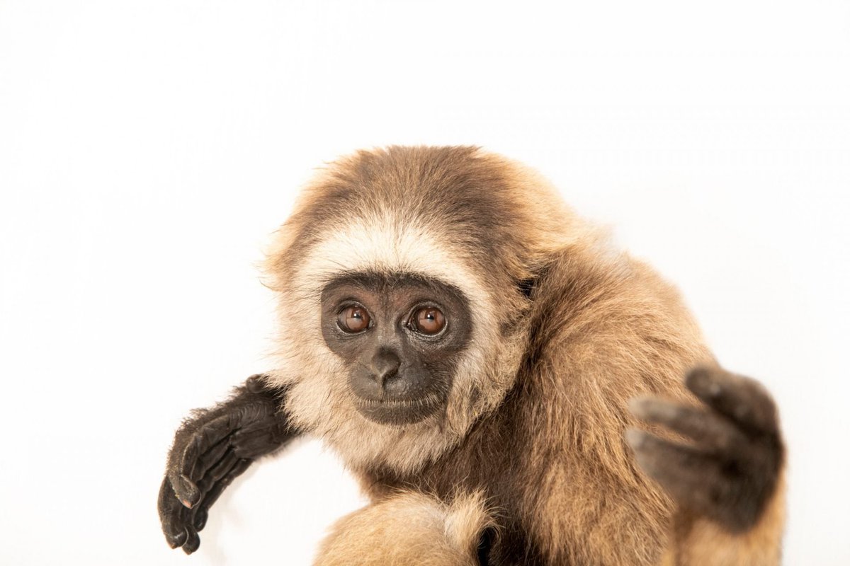 Gibbons Daily tweet media