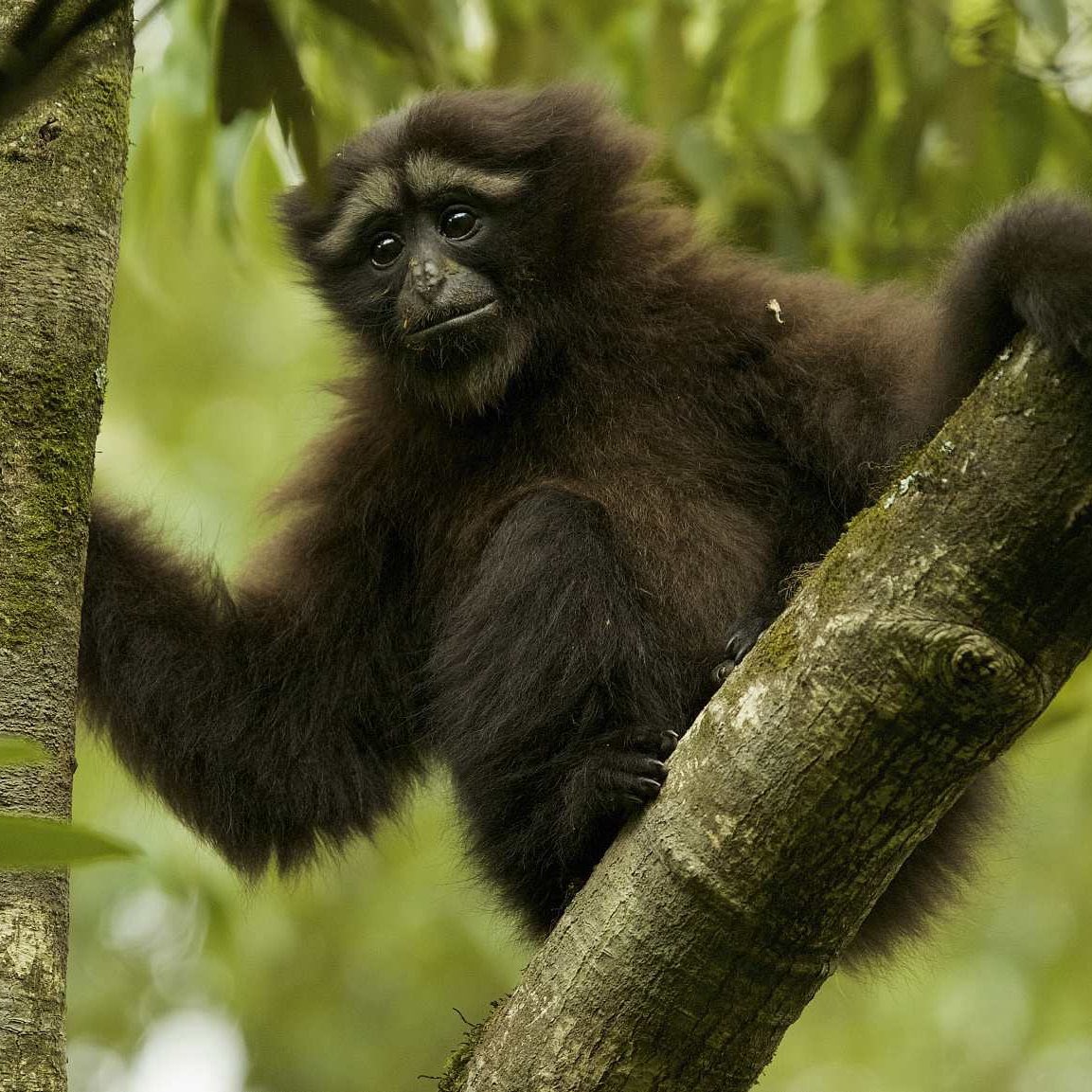 Did you know that there are 20 different species of Gibbon?

Can you name all 4 of these species?