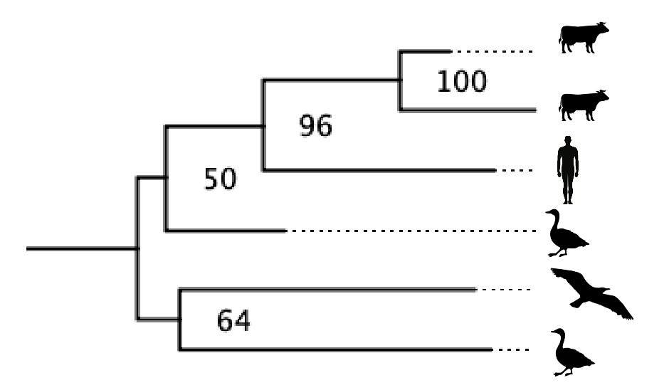 We need to talk about that human case of H5N1 in Texas... Here is a bootstrapped (NJ) tree showing how the closest realtive of H5N1 sampled in cattle is a virus the infected an male individual who reportedly worked on a farm with cattle (dairy, I believe).