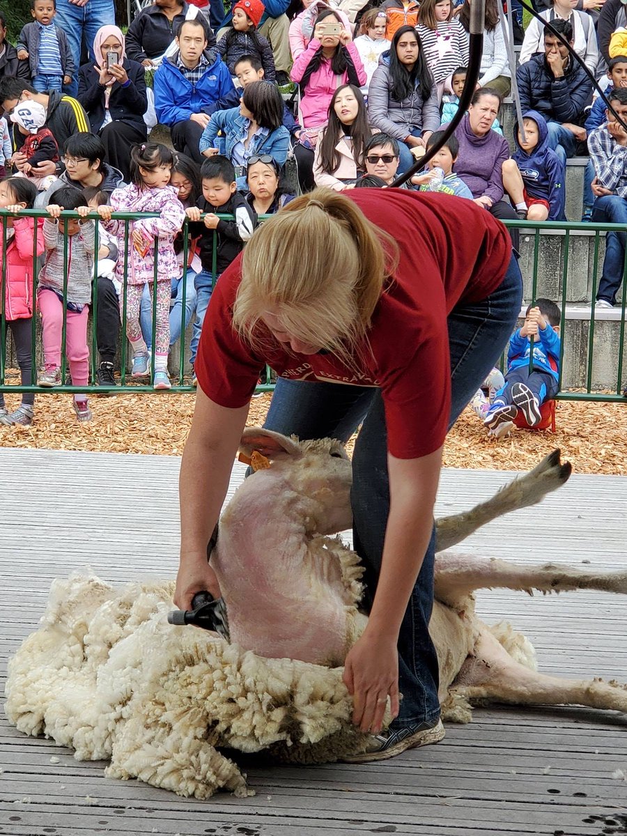 Did you know that sheep produce from six to 10 pounds of wool each year? Watch them emerge seemingly weightless from their spring haircuts tomorrow at Kelsey Creek Farm, 11 a.m.-4 p.m. bit.ly/Sheep-Shearing…