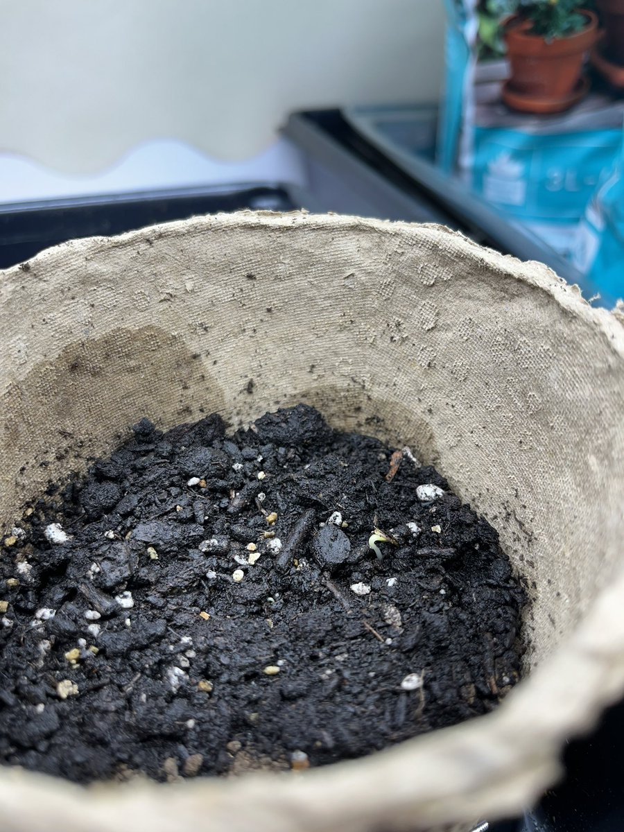 Check it out! Our first sprout from the Earth day seed bombs popped out at the end of the day!!