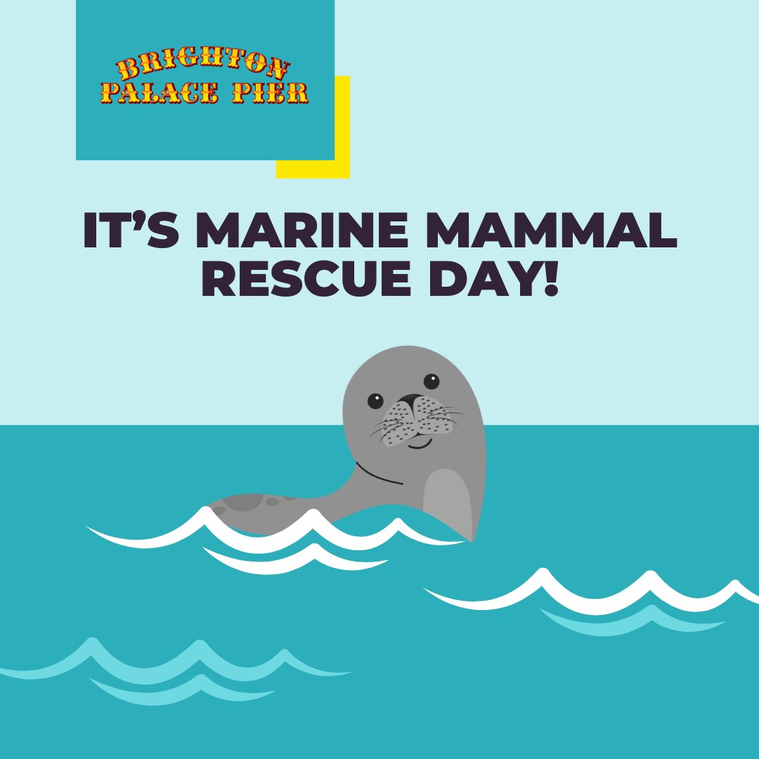 We love spotting seals near the Brighton Palace Pier! This is why we want to celebrate Marine Mammal Rescue Day! Make sure to tag us in any of your Seal pictures!