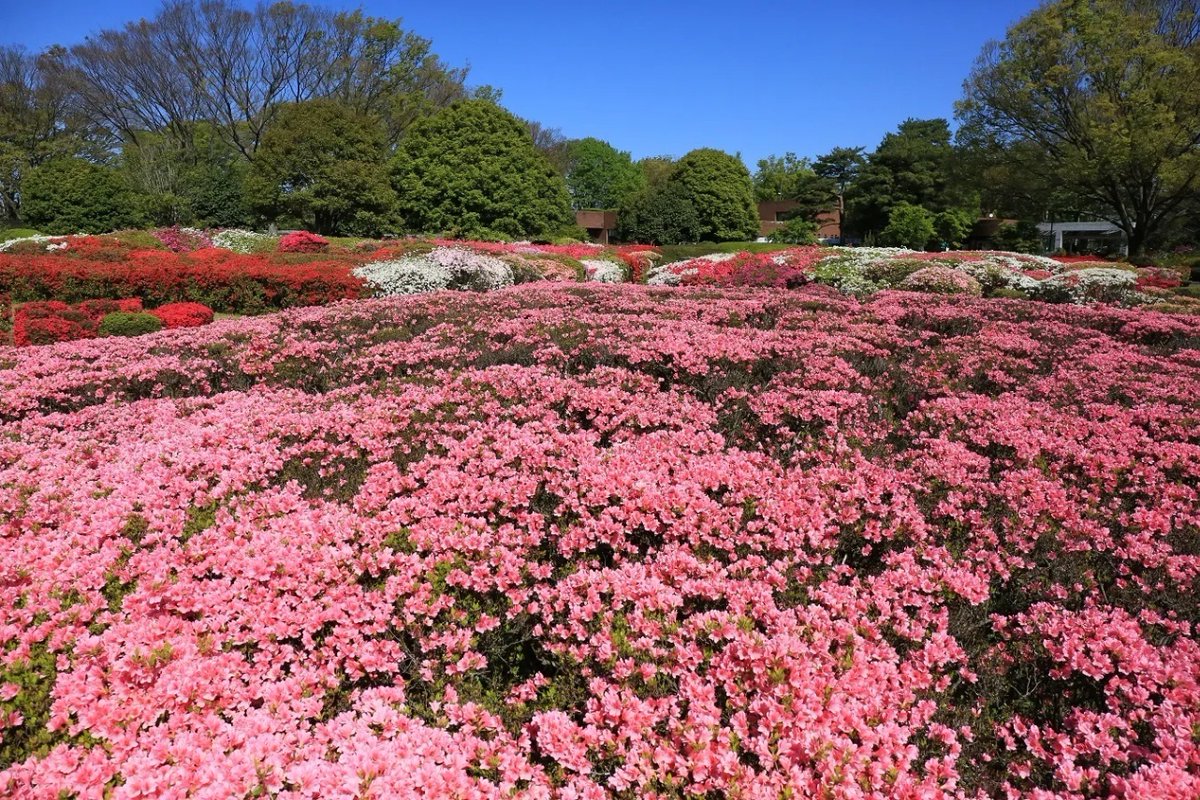 春を満喫！東京の「お花畑」🌷🌹🌼 ポピーにネモフィラ、春バラも！都内で気軽に行ける、彩り豊かなお花畑・フラワーフェスを4つ紹介します😊 enjoytokyo.jp/article/108279/