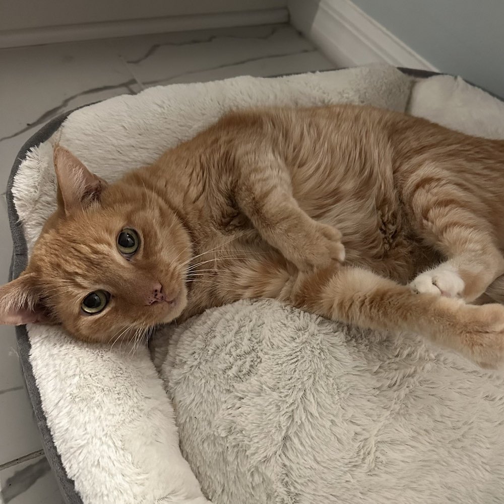 Jake, a senior orange tabby cat, is still here with us! We hope to find him his furever home soon. Share!! #catcafe #orangecat #seniorcat #adoptme #AdoptDontShop #adoptacat #specialcat #orangetabby