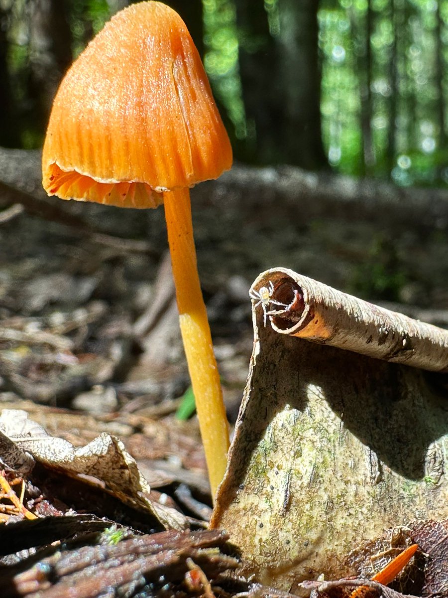 Curling up hanging out with my friends on a #FungiFriday 

🍄‍🟫🕷️🌀

#MushroomOfTheDay