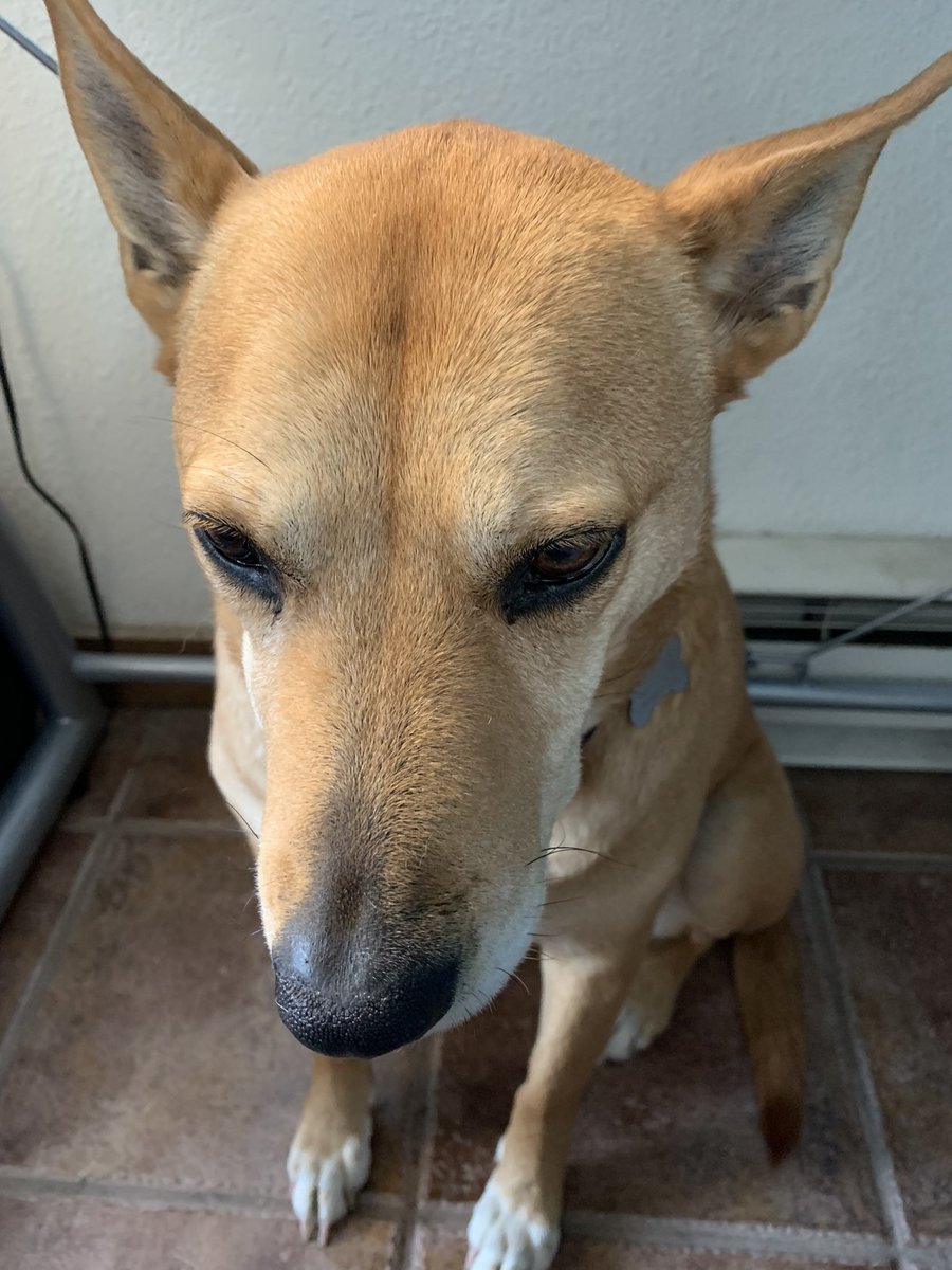 Thunderstorms made my dog take cover under my desk. She’s trying so hard to be brave.