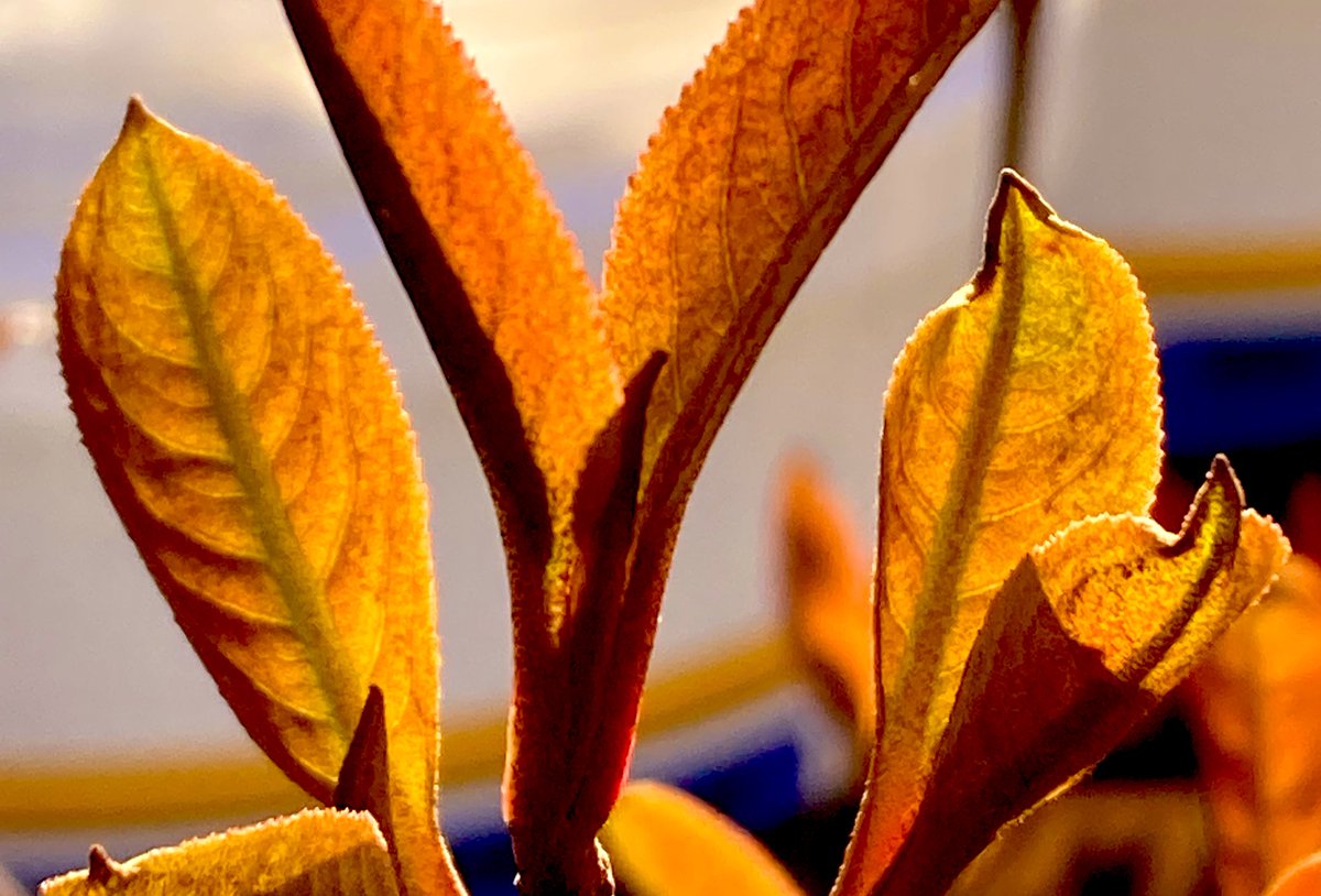 The görl at work I like wore a nigh-long winter jacket the color of honey, then the seasons changed 

A withe-rod viburnum potted up in yard unfurled new leaves that catch sunlight and turn it into spears of amber 

Pitching Woo sounds like something you buy at the hardware store