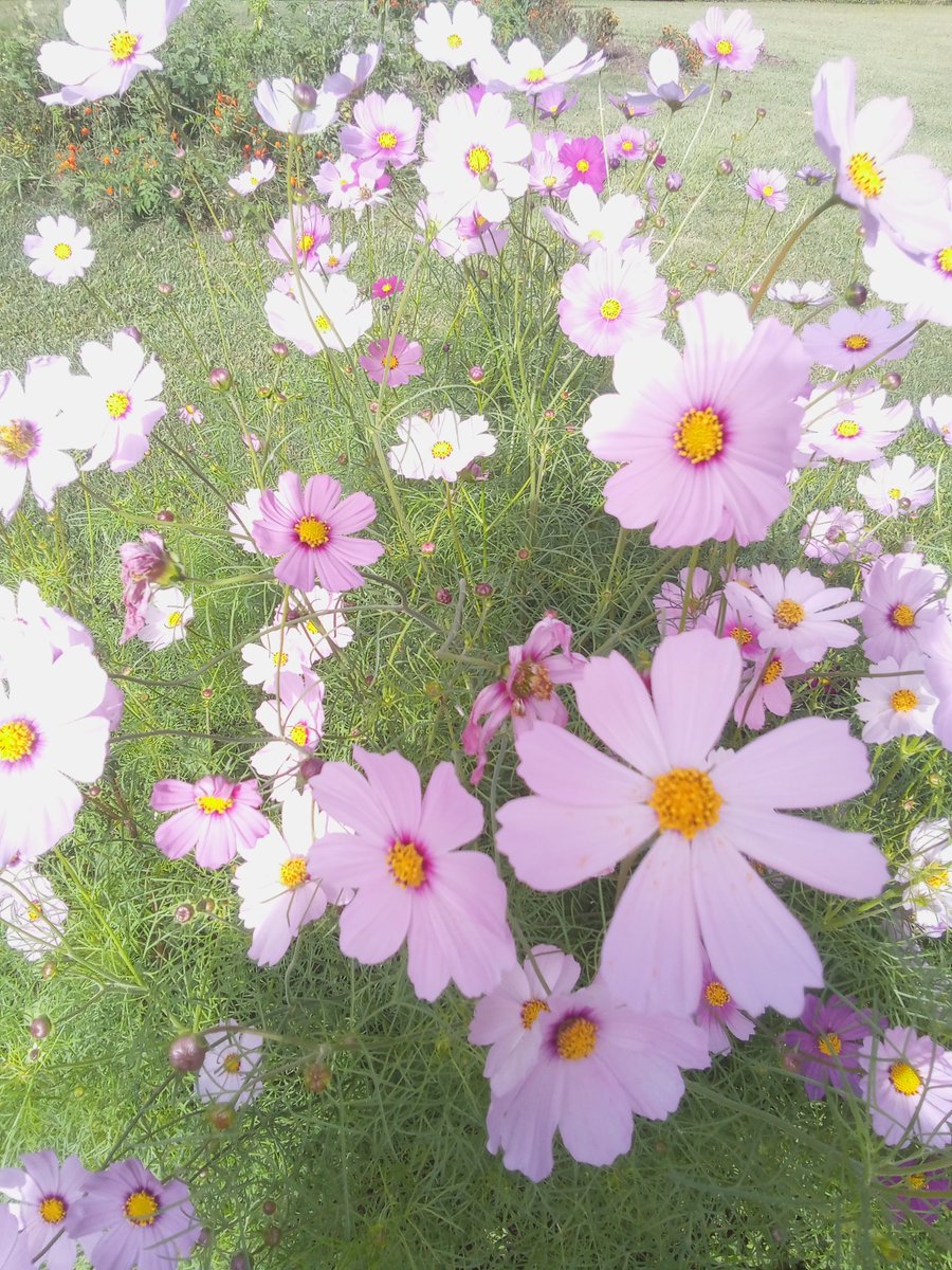 Some cosmos from my Garden. I hope everyone has a great day ,filled with sunshine!