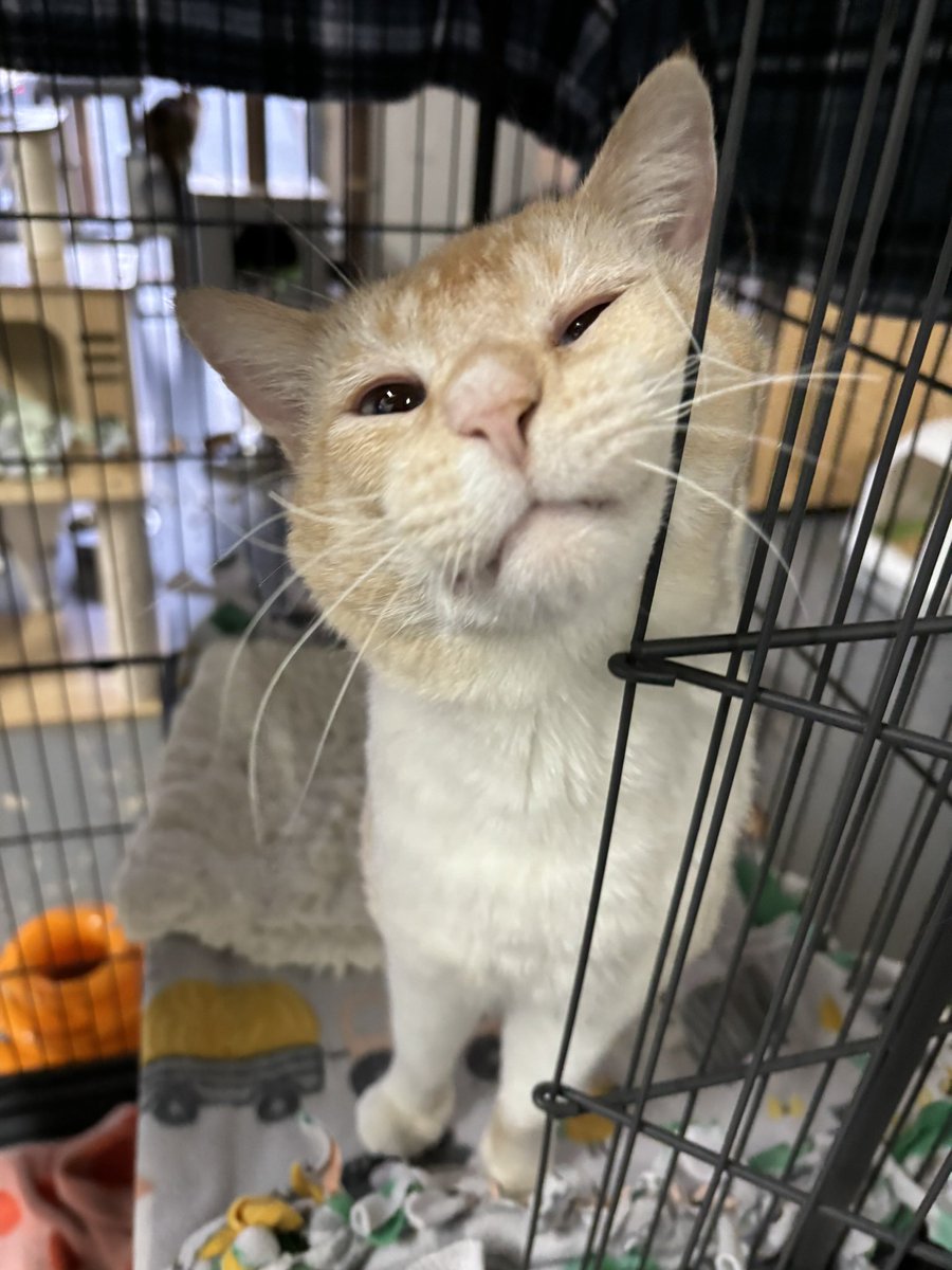 TownCats's tweet photo. Calling all animal lovers! Let's rally together to support Town Cats, a nonprofit rescue, shelter, &amp; adoption center in Morgan Hill, California. Every donation helps provide food, shelter, and medical care to cats in need. Together, we can make a difference in their lives! https://t.co/mVKAQzKsFY