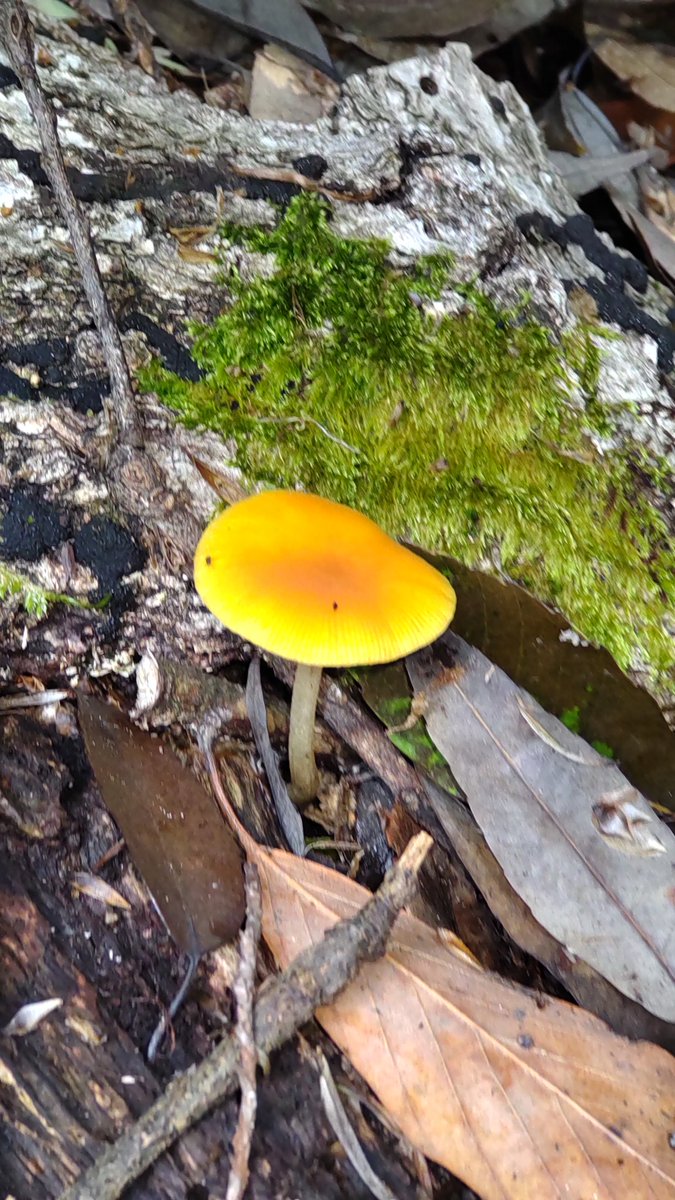 今日のキノコです🍄
#耳成山