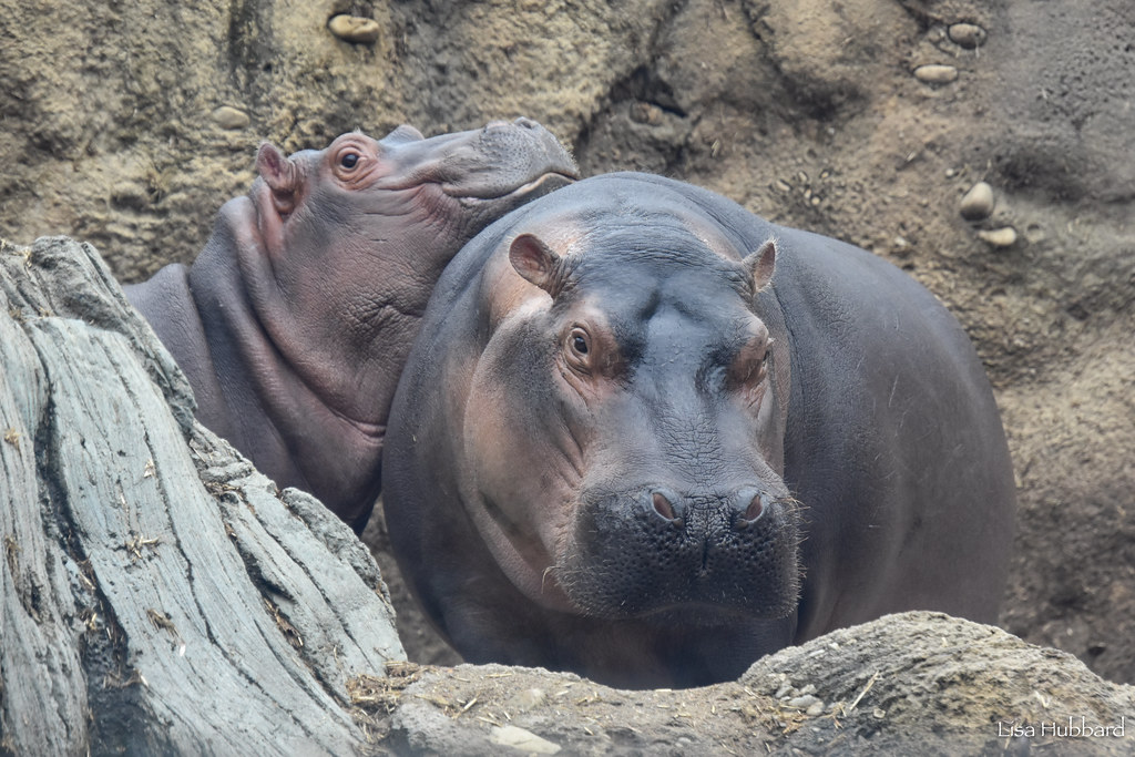 Zoo memberships are on SALE through April 30th. Enjoy unlimited admission, free parking, early entry, admission to PNC Festival of Lights and more! ow.ly/YLMp50RmoV5